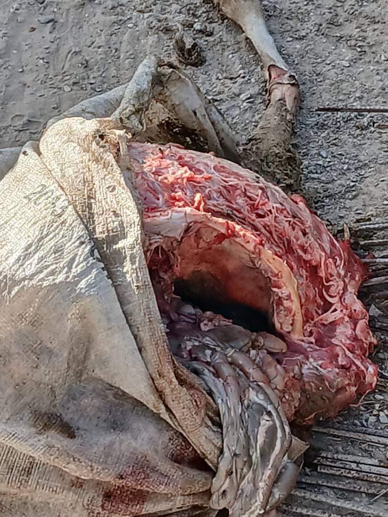 603842233_1393976602123667_927510065026445951_n